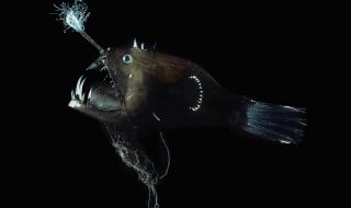 小鲨鱼怎么养好看 小鲨鱼怎么养好看