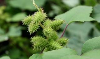 植物妈妈有办法课文 植物妈妈有办法课文