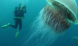 现巨型野生娃娃鱼