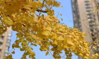 杭州这回的雪下得挺大 杭州这回的雪下得挺大